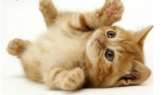 أهم 20 تفسير لحلم القطط لابن سيرين والامام الصادق تفسير حلم القطط، جميعنا بلا استثناء تختلف مشاعرنا تجاه القطط فهناك من يحبها ويشعر اتجاهها باللطف لأنها من المخلوقات اللطيفة، وهناك