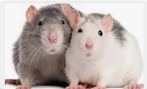 أهم تفسيرات رؤية الجرذان والفئران في المنام لابن سيرين أهم تفسيرات رؤية الجرذان والفئران في المنام لابن سيرين، من المعروف أن الجرذان والفئران من