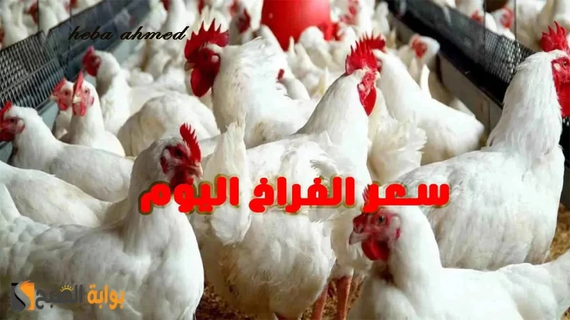 ألحقي أشتريها... سعر الفراخ اليوم الخميس 25 يوليو 2024 في الأسواق والبورصةخالفت كل التوقعات في الفترة الماضية وأصبح سعر الفراخ اليوم في تراجع مستمر،