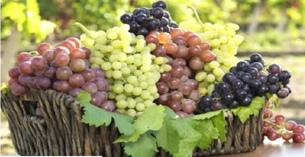 تأويلات ابن سيرين لرؤية أكل العنب في المنام أكل العنب في المنام، يعتبر العنب من الرؤى الدالة على المنافع والفوائد والأموال، وهو بشارة خير عند غالبية