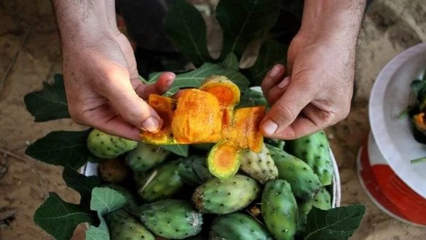 جرب هذه الخطوات.. طريقة تقشير التين الشوكي بسهولةتقدم الشيف حورية محمد طريقة سهلة وفعالة لتقشير التين الشوكي بدون عناء، مع هذه الخطوات البسيطة،