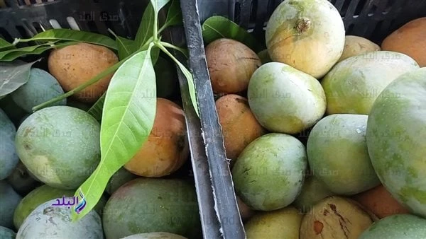 الفلاحين تكشف أسباب انخفاض أسعار المانجو بالأسواق.. وهذا سعر الكيلوقال حسين عبدالرحمن أبو صدام نقيب عام الفلاحين إن أسعار المانجو هذا الموسم انخفضت