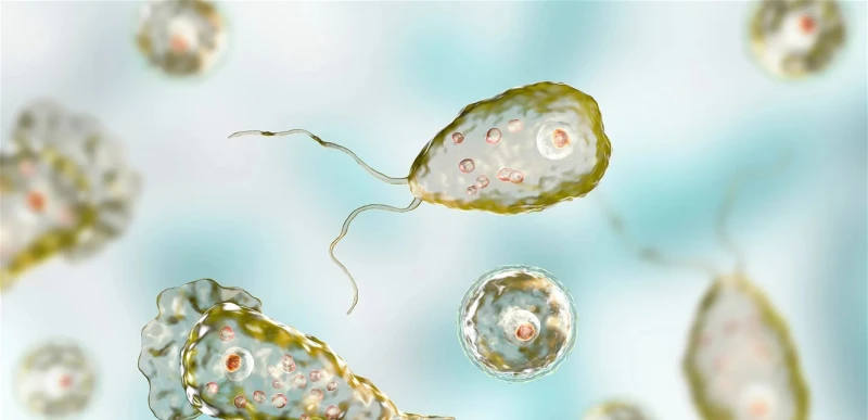 عدوى قاتلة تثير القلق في اسرائيل... ما هي الأميبيا آكلة الدماغ؟ صحة شاهد المقال التالي من صحافة لبنان عن عدوى قاتلة تثير القلق في اسرائيل . ما هي