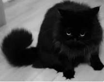 تعرف على تفسير قطة سوداء في المنام لابن سيرين تعرف على تفسير قطة سوداء في المنام لابن سيرين، يرى الكثير أن رؤية القطة السوداء في الحلم من الأمور المشؤمة التي يتجنبها الكثير كما يعت