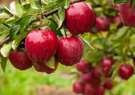 تعرف على تفسير التفاح في المنام لابن سيرين والإمام الصادق و أكل التفاح في المنام التفاح في المنام، يعتبر التفاح واحد من أفضل أنواع الفواكه الغنية