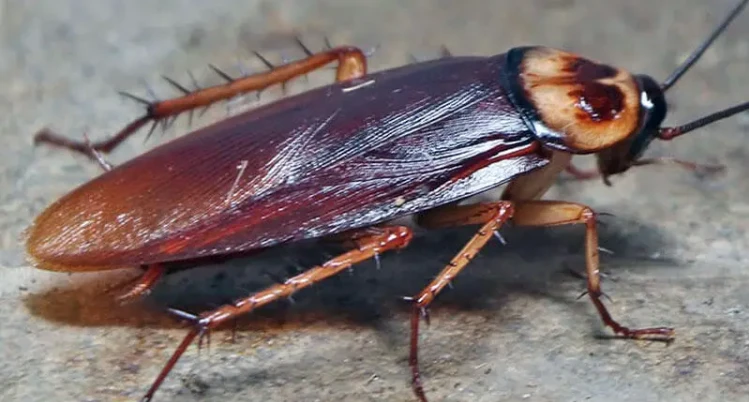 ما تفسير رؤية الصراصير في المنام؟ تفسير رؤية الصراصير في المنام، إن رؤية الصراصير من الرؤى التي تثير النفور والفزع في القلب، والصراصير تبعث القرف