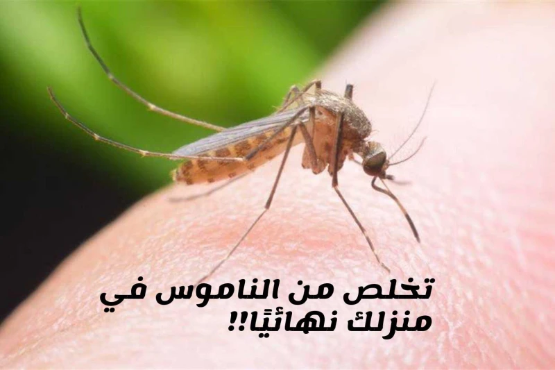 مش هيرجع تاني نهائي حيل مبتكرة للقضاء على الناموس من المنزل بدون صاعق أو مبيدات عندما تبدأ درجات الحرارة في الارتفاع كما نلاحظ حاليا تبدأ الحشرات المنزلية في الانتشار وخاصة الناموس