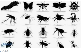 تعرف على تفسير حلم الحشرة السوداء لابن سيرين تفسير حلم الحشرة السوداء هي من الرؤى المزعجة لدى العديد من الأشخاص، فيرى البعض منهم الكثير من الحشرات بأشكالها المختلفة في منامهم ويشعر