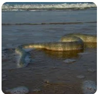 ما هو تفسير حلم الثعبان الكبير في الماء لابن سيرين؟ ما هو تفسير حلم الثعبان الكبير في الماء لابن سيرين؟ يختلف تأويل تلك الرؤية من شخص إلى آخر حسب