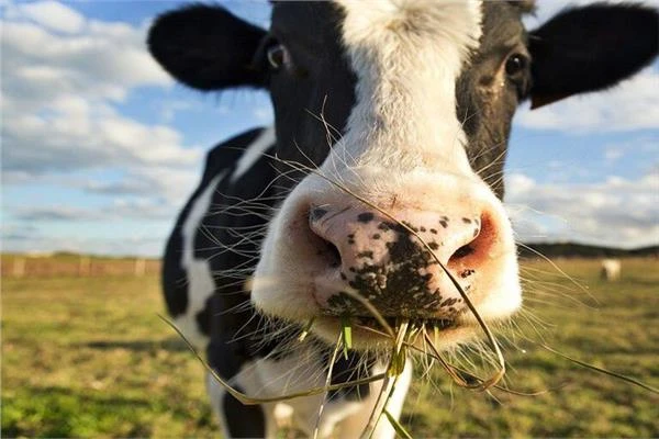 فقدان نصف الثروة الحيوانية في مصراتة بسبب وباء الجلد العقدي متفرقات شاهد المقال التالي من صحافة مصر عن فقدان نصف الثروة الحيوانية في مصراتة بسبب وباء