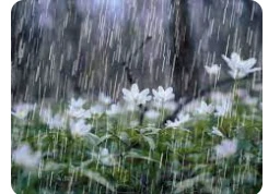 تعرف على أهم تفسيرات الحلم بالمطر الغزير لابن سيرين تعرف على أهم تفسيرات الحلم بالمطر الغزير لابن سيرين, من الأحلام التي تشير إلى الرزق وذلك إذا كان