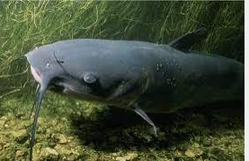 تعرف على تفسير حلم القراميط لابن سيرين وكبار العلماء تعرف على تفسير حلم القراميط لابن سيرين وكبار العلماء، يختلف في دلالاته ورموزه على حسب الشخص