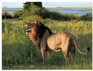 ما هي دلالات ابن سيرين لتفسير الأسد في المنام للعزباء؟ هل سبق لك أن استيقظت من حلم تتساءل عما يعنيه كل هذا؟ إذا كان لديك حلم يتعلق بأسد، فهل تعلم أنه يمكن أن يكون علامة على حسن الح