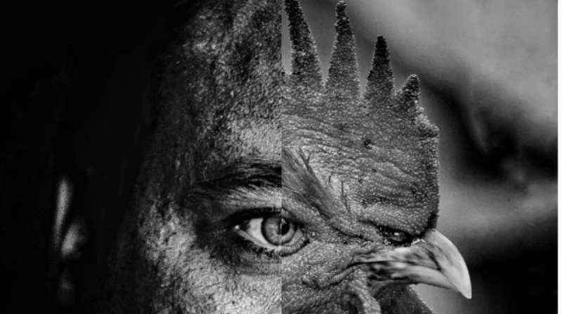 للصورة وجهان.. مصر تتحدث عن نفسها بعدسة مصور مبدع كأنهما عين واحدة، التقط المصور أحمد منصور الجمال صورتين مختلفتين بطريقة عشوائية، واحدة لإنسان والأخرى لديك، وجمعهما بدقة شديدة، لي