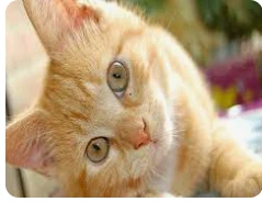 ما هو تفسير حلم البسه لابن سيرين؟ ما هو تفسير حلم البسه لابن سيرين؟، تعتبرالبسه أو القطة من الحيوانات الأليفة التي يحبها الجميع، فهي رفيقة العديد من الفتيات حيث النعومة والرقة، ولك