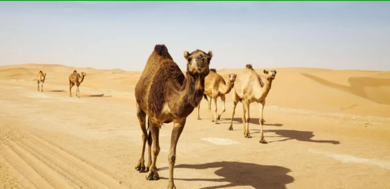 ما هو تفسير الحلم بالجمال لابن سيرين؟ تفسير الحلم بالجمال، هل رؤية الجمال تبشر بالخير أم تنذر بالسوء؟ وما هي الرموز السلبية لحلم الجمال؟ وإلى ماذا