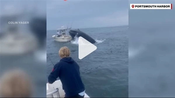 فيديو يحبس الأنفاس لحوت يقفز من الماء ويهبط على قاربكشف مقطع فيديو عن لقطة نادرة وخطيرة كادت ان تعرض شخصان للغرق والموت بسبب هبوط حوت على متن القارب،