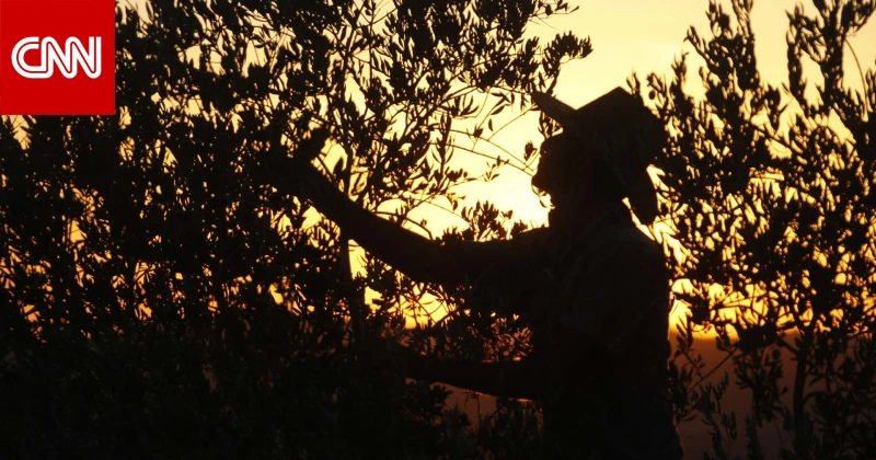 ثمار العناب..دواء تقليدي شعبي عمره أكثر من ألف عام تكنولوجيا شاهد المقال التالي من صحافة الأفاق عربيةية عن ثمار العناب دواء تقليدي شعبي عمره أكثر من