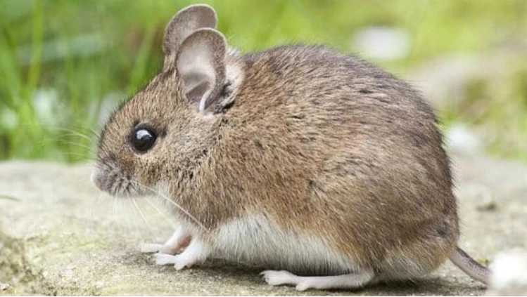 تعرف على تفسير الخوف من الفأر في المنام لابن سيرين وتفسير حلم الفأر في البيت الخوف من الفأر في المنام، هل رؤية الخوف من الفأر تبشر بالخير أم تنذر