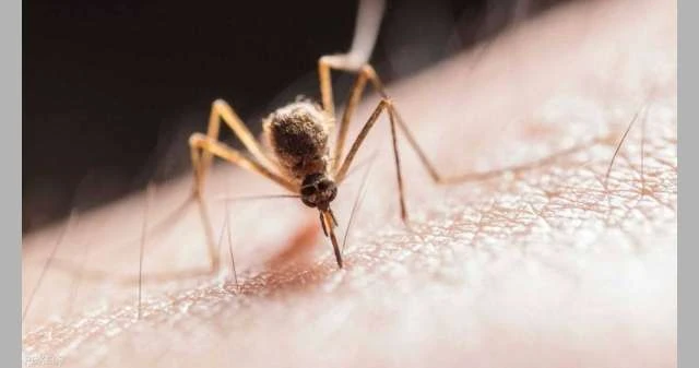 الصحة الإسرائيلية: حمى غرب النيل تقتل 32 إسرائيليا لايف ستايل شاهد المقال التالي من صحافة البحرين عن الصحة الإسرائيلية حمى غرب النيل تقتل 32