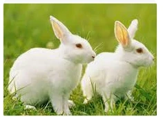 تعرف على تفسير الأرنب في الحلم لابن سيرين تعرف على تفسير الأرنب في الحلم لابن سيرين يشير عادة إلى التوفيق والنجاح في الحياة، مع العلم أن تفسير الحلم