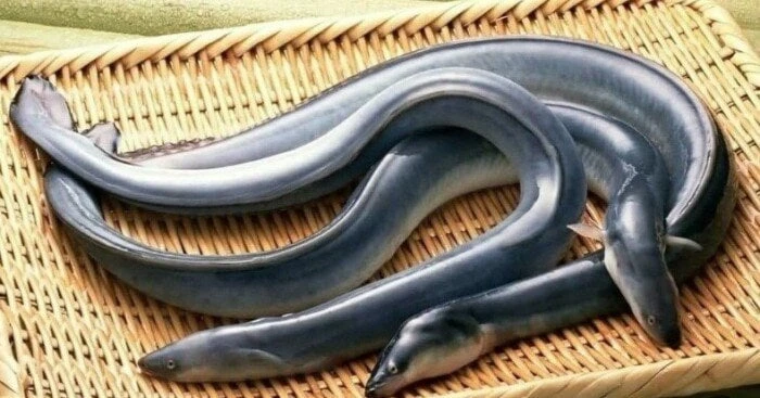 بسبب ثعبان البحر المشوي.. إصابة 130 شخصا بتسمم غذائي في اليابان منوعات الاسبوع شاهد المقال التالي من صحافة مصر عن بسبب ثعبان البحر المشوي إصابة 130