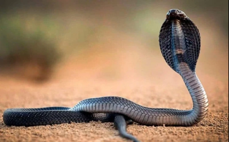 تفسير رؤية الافاعي في المنام لابن سيرين الافاعي في المنام، الأفعى هي حيوان سام من ذوات الدم البارد يخاف منها الناس في الواقع، فماذا لو شاهدوها في