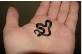 تعرف على تفسير الثعبان الصغير في المنام لابن سيرين تعرف على تفسير الثعبان الصغير في المنام لابن سيرين، تعتبر رؤية الثعبان أحد الأحلام غير المحمودة