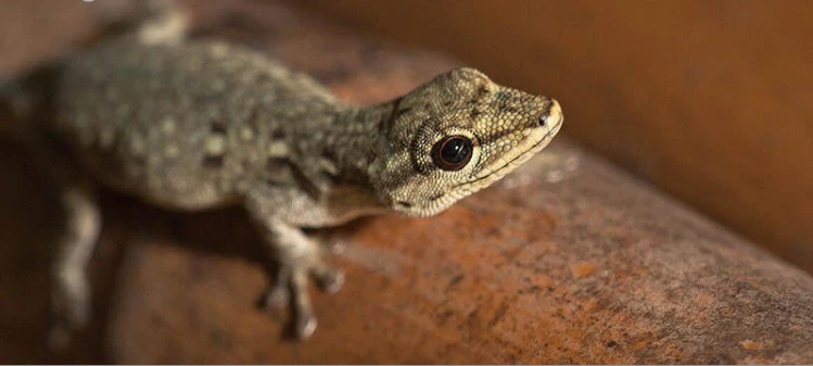 تعرف على تفسير حلم الوزغ للمتزوجة لابن سيرين وتفسير حلم قتل الوزغ للمتزوجة الوزغ هو من إحدى أنواع الزواحف ويطلق عليه مجموعة من الأسماء الأخرى التي منها البرص واليسما كما أنه متعدد