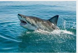 تعرف على تفسير القروش في المنام لابن سيرين القروش في المنام، لا شك أن رؤية القروش تبعث في النفس نوع من الفزع والخوف، فأسماك القرش تعد مصدر تهديد