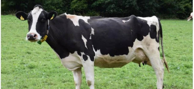 تعرف على تفسير البقرة في المنام لابن سيرين البقرة في المنام، تعتبر رؤية البقرة من الرؤى التي دار عليها خلاف وجدل كبير بين مختلف الفقهاء، ولا يزال هذا