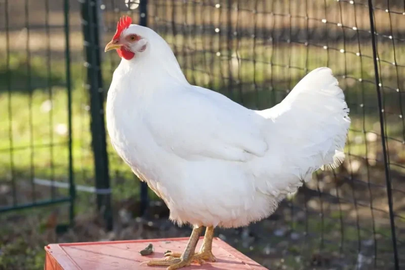 تحرك جديد لأسعار الدواجن البيضاء اليوم الخميس في الأسواقسجل ارتفاع طفيف في أسعار الدواجن اليوم الخميس 25 يوليو 2024، خلال التعاملات المسائية في