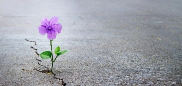 كلمات عن الامل والتفاؤل 2024 عبارات تحفيزيةلا يمكن للإنسان ان يعيش دون الأمل أو التفاؤل في حياته، فإن عاش الإنسان باليأس مات، لذا سوف نقدم لكم الكثير من العبارات التي يمكن الاستعان