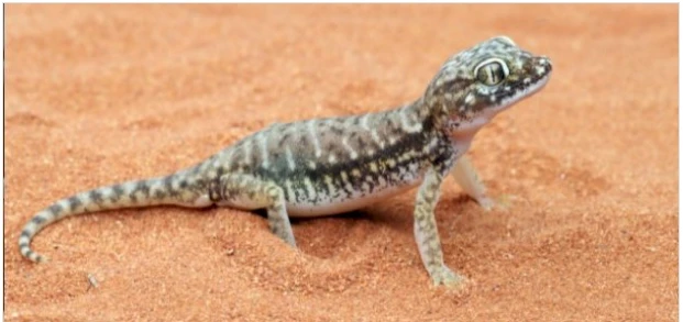 تعرف على تفسير الوزغة في الحلم لابن سيرين الوزغة في الحلم، لا خير في رؤية الوزغ بكافة أحوالها وتفاصيلها، والوزغ مكروه بما يفعل وبما لا يفعل، وكذلك إن