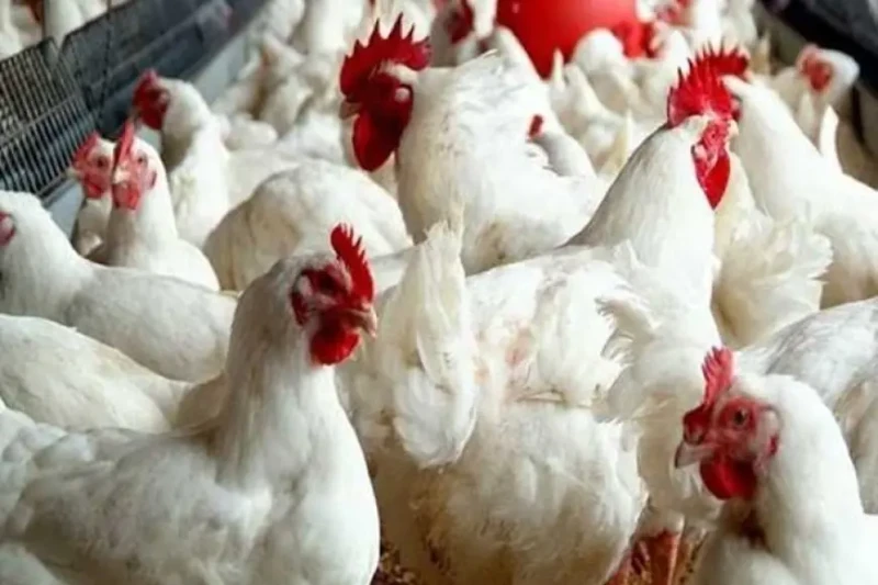 ٦ جنيهات تراجعا في أسعار الفراخ البيضاء بالأسواقأعلنت بورصة الدواجن اليوم عن انخفاض في أسعار الفراخ البيضاء، حيث بلغ سعر الكيلو في المزرعة 7270 جنيها