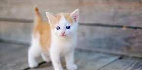 تعرف على تفسير حلم القطط لابن سيرين تعرف على تفسير حلم القطط لابن سيرين، تتنوع علامات رؤية القطط في المنام بين الأمور الجميلة والسيئة وهذا مع ظهور