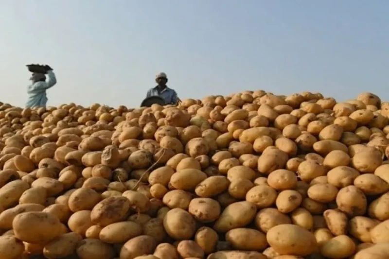 البطاطس من 18 ل22.. أسعار الخضروات في سوق العبور وعلاقتها بالموجة الحارةقدم الإعلامي أحمد موسى تقريرا من سوق العبور يتحدث فيه عن أسعار الفواكه