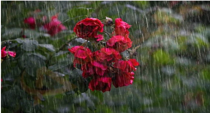 ما هو تفسير الأمطار في الحلم لابن سيرين؟ الامطار في الحلم من الرؤى التي يسعد بها الكثيرين وذلك لأن المطر في الواقع رزق وبركة من الله سبحانه وتعالى،