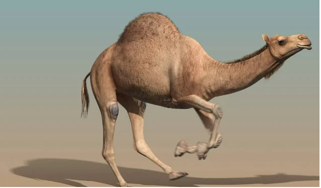 ما تفسير رؤية الجمل في المنام لابن سيرين؟ تفسير حلم الجمل، إن رؤية الجمل من الرؤى التي يثار حولها الخلاف والجدل بين الفقهاء، ولقد ساد الاتفاق على