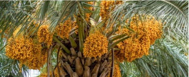 تعرف على تفسير النخيل في المنام لابن سيرين وتفسير حلم النخل الصغير النخيل في المنام، يعتبر من الأحلام التي تبشر بالخير فكما نعلم أن النخيل يحتوي على