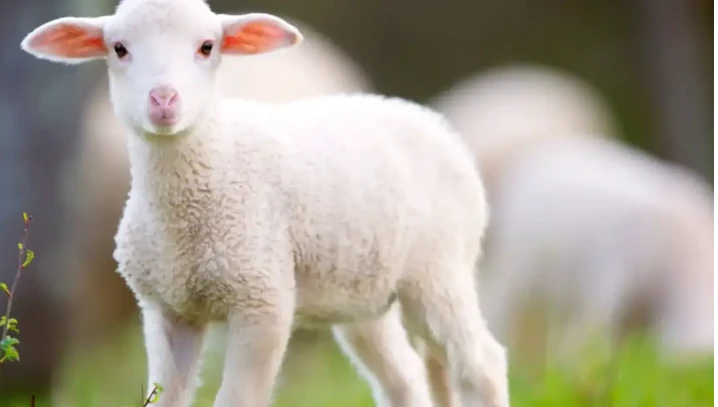 تعرف على تفسير رؤية الخروف في المنام لابن سيرين وعضة الخروف في المنام رؤية الخروف أو الكبش في الحلم تحمل الكثير من المعاني للحالم، مع العلم أن