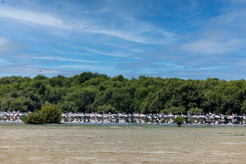 أشجار المانجروف.. جهود سعودية كبيرة للحفاظ على الكنز الطبيعي الحياة شاهد المقال التالي من صحافة السعودية عن أشجار المانجروف جهود سعودية كبيرة للحفاظ