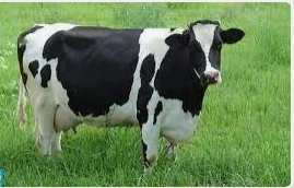 تفسيرات ابن سيرين لرؤية العجل في المنام العجل في المنام، العجل من أنواع البقر ويتم الاستفادة منه من أجل الحصول على لحمه، وتختلف التأويلات في ظهوره في