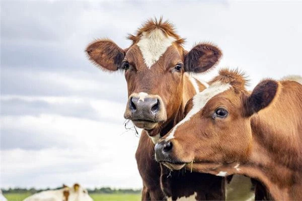 فيروس 51.. انتقال العدوى بين الثدييات قد يثير مخاوف جائحة جديدة متفرقات شاهد المقال التالي من صحافة مصر عن فيروس 51 انتقال العدوى بين الثدييات قد