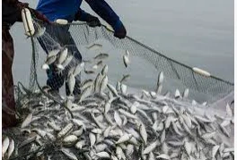 ما هو تفسير حلم صيد السمك بالسنارة لابن سيرين؟ ما هو تفسير حلم صيد السمك بالسنارة لابن سيرين؟ من الأحلام التي تحمل العديد من الدلالات والمعاني