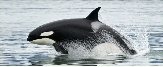 تفسير رؤية الحوت في المنام للعزباء لابن سيرين الحوت في المنام للعزباء، الحوت هو حيوان بحري من فصيلة الثدييات يمتاز بكبر حجمه ويعيش في المياه المالحة،