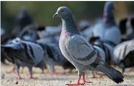 ما تفسير رؤية الحمام في المنام لابن سيرين؟ ما تفسير رؤية الحمام في المنام لابن سيرين؟ ، هناك أشكال متعددة من الحمام بجانب ألوانه المختلفة والتي مع