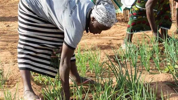 بوركينا فاسو تعتزم ضخ 200 مليون دولار لتنمية الإنتاج الزراعي بالبلادوافقت حكومة بوركينا فاسو على المبادرة الرئاسية للإنتاج الزراعي والاكتفاء الذاتي