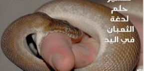 ما تفسير رؤيا ضرب الثعبان في المنام لابن سيرين؟ تفسير رؤيا ضرب الثعبان في المنام، إن الثعابين تؤول على العداوة والخصومة، كما ترمز إلى أصحاب البدع