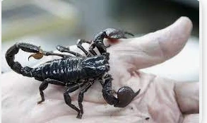 ما هو تفسير حلم لدغة العقرب للرجل لابن سيرين؟ ما هو تفسير حلم لدغة العقرب للرجل لابن سيرين؟ العقرب من الحشرات التي يخشاها الكثير منا لأنها من الفصيلة السامة للحشرات وبمجرد أن يتم ا